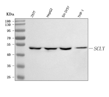 Anti-SCLY Antibody