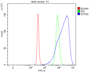SCFD2 Antibody