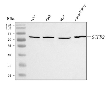 Anti-SCFD2 Antibody
