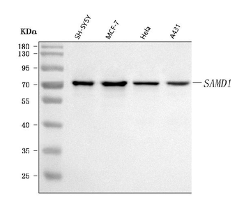 SAMD1 Rabbit Polyclonal Antibody