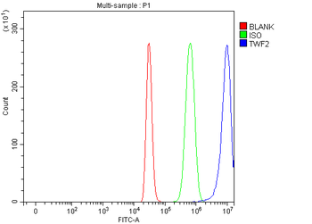Anti-TWF2 Antibody