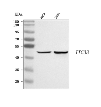 TTC38 Antibody