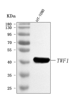 Anti-TWF1 Antibody
