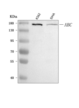 Anti-CEP164 Antibody