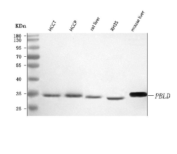 Anti-PBLD Antibody
