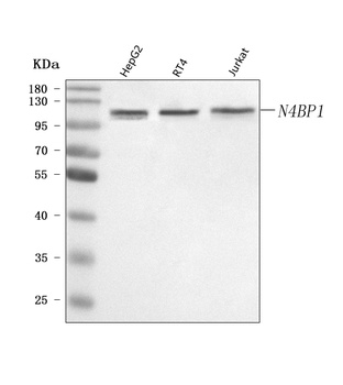 Anti-N4BP1 Antibody