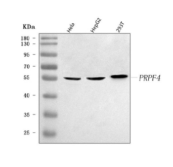 Anti-PRPF4 Antibody