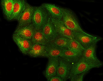 Anti-PRPF4 Antibody