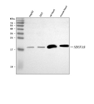 Anti-NDUFA8 Antibody