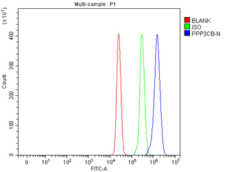 PPP3CB Antibody