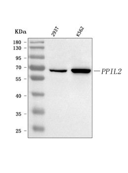 Anti-PPIL2 Antibody