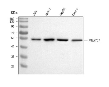 Anti-PRRC1 Antibody