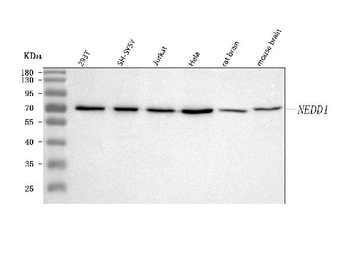 Anti-NEDD1 Antibody