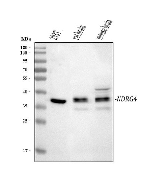 Anti-NDRG4 Antibody