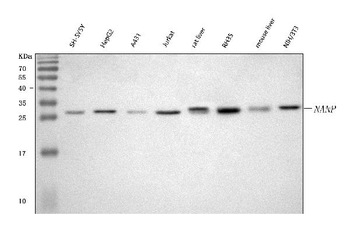 Anti-NANP Antibody
