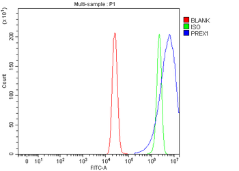 PREX1 Antibody