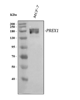 Anti-PREX1 Antibody