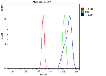 Anti-PRELP Antibody