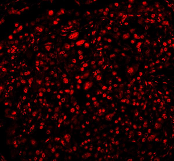 Anti-FOX2/RBM9/RBFOX2 Antibody