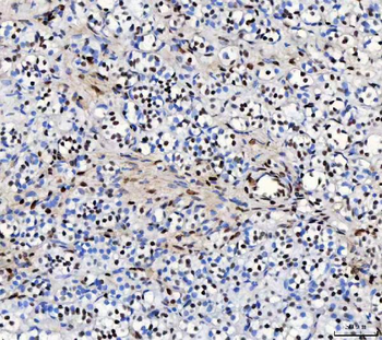 Anti-FOX2/RBM9/RBFOX2 Antibody