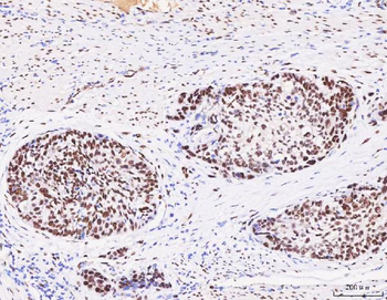 Anti-FOX2/RBM9/RBFOX2 Antibody