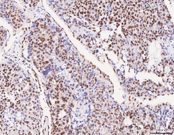 Anti-FOX2/RBM9/RBFOX2 Antibody