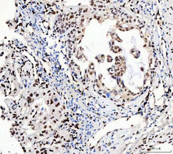 Anti-FOX2/RBM9/RBFOX2 Antibody