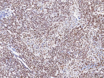 Anti-FOX2/RBM9/RBFOX2 Antibody