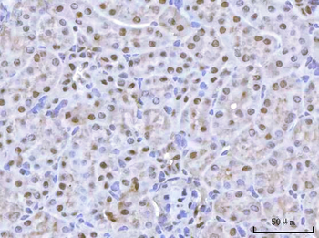 Anti-FOX2/RBM9/RBFOX2 Antibody