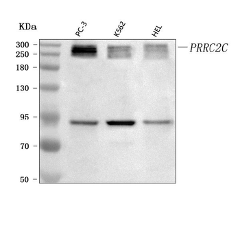 Anti-PRRC2C Antibody