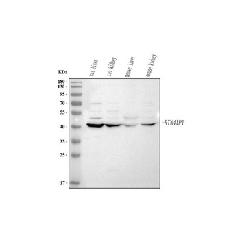 Anti-RTN4IP1 Antibody