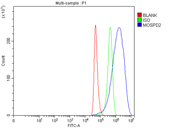 Anti-MOSPD2 Antibody