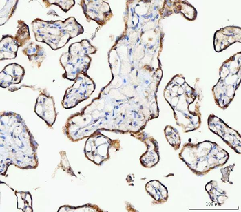 Anti-MOSPD2 Antibody