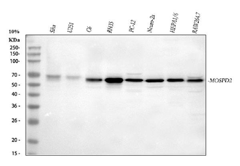 Anti-MOSPD2 Antibody