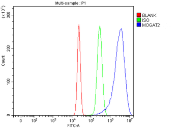 Anti-MOGAT2 Antibody