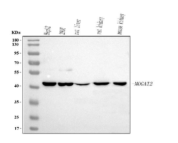 Anti-MOGAT2 Antibody