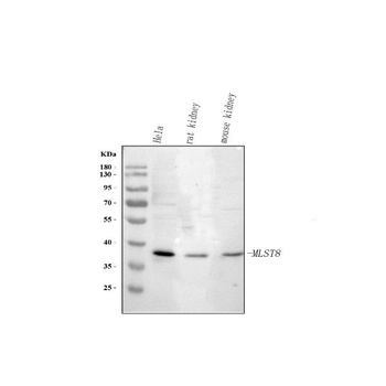 Anti-MLST8 Antibody