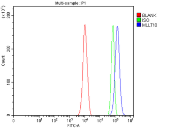 MLLT10 Antibody