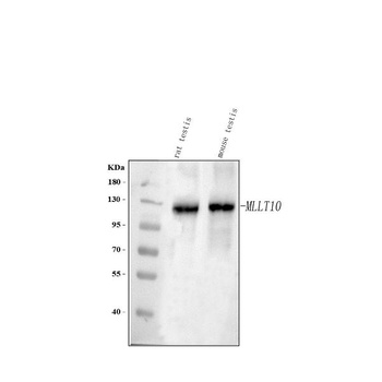 Anti-MLLT10 Antibody