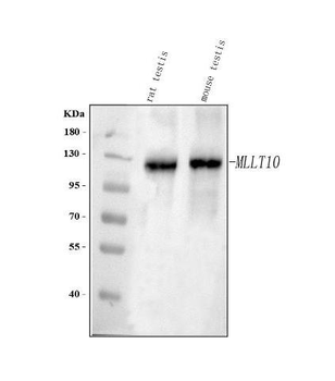 Anti-MLLT10 Antibody