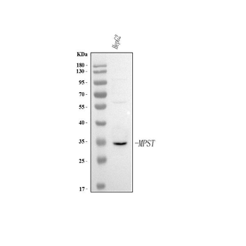 Anti-MPST Antibody