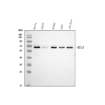 Anti-MELK Antibody