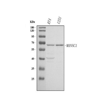 MANSC1 Antibody