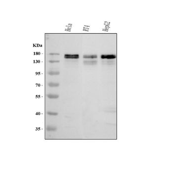 Anti-MAP1S Antibody