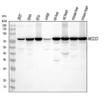 Anti-MCCC1 Antibody