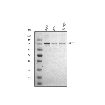 Anti-MYT1L Antibody