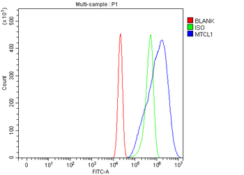 Anti-MTCL1 Antibody