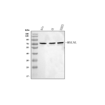 Anti-MSLNL Antibody