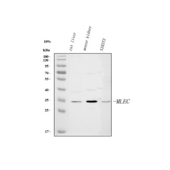 Anti-Malectin/MLEC Antibody