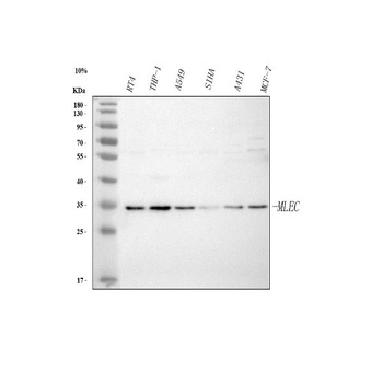 Anti-Malectin/MLEC Antibody